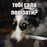 Хохол